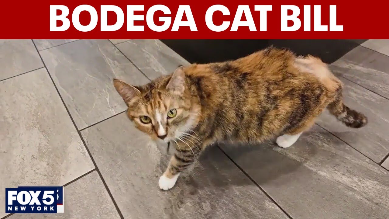 NYC says yes to bodega cats
