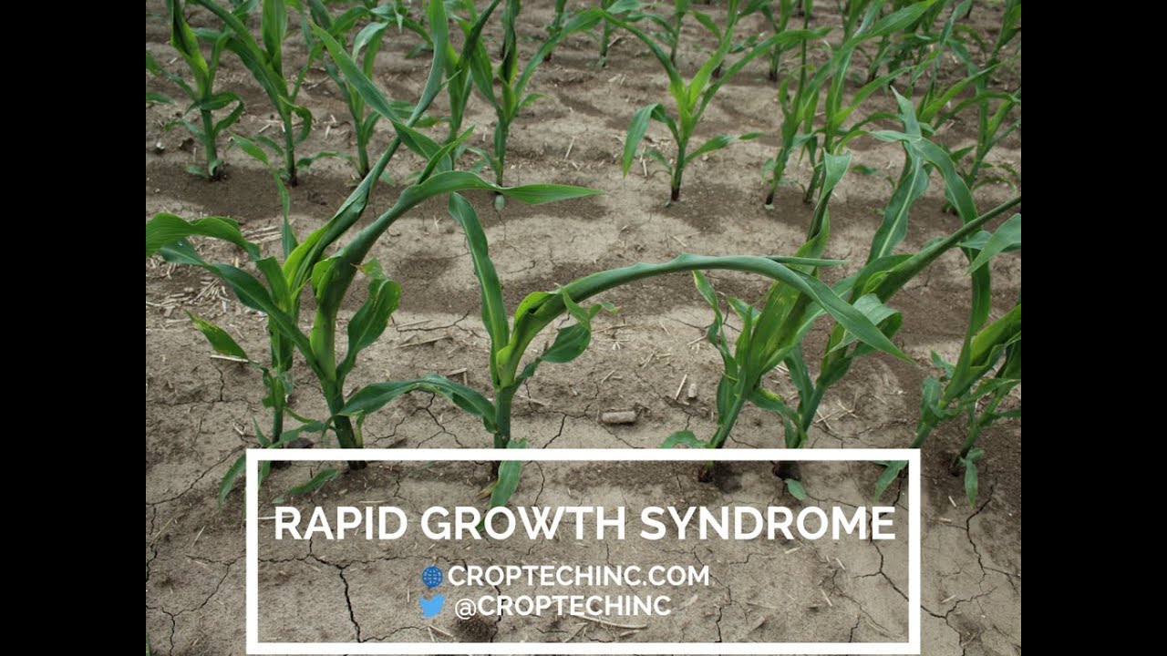 Rapid Growth Syndrome