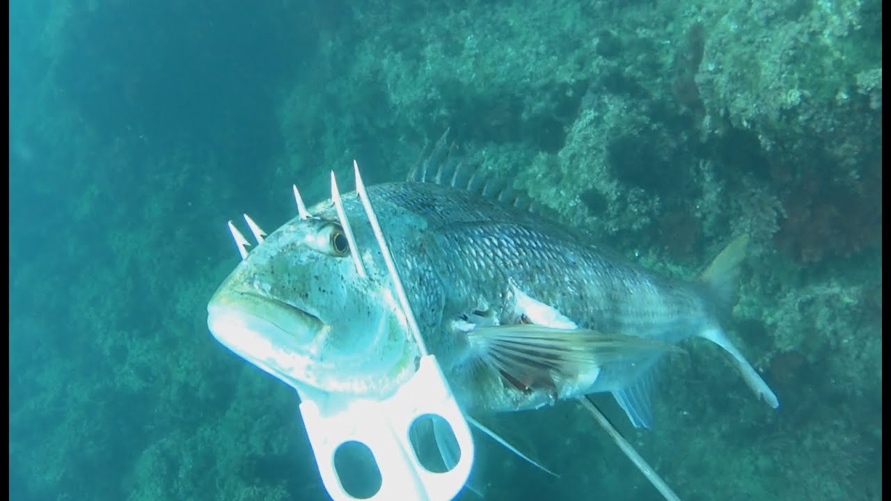 PESCASUB   Il Pirgo di Civitavecchia da terra