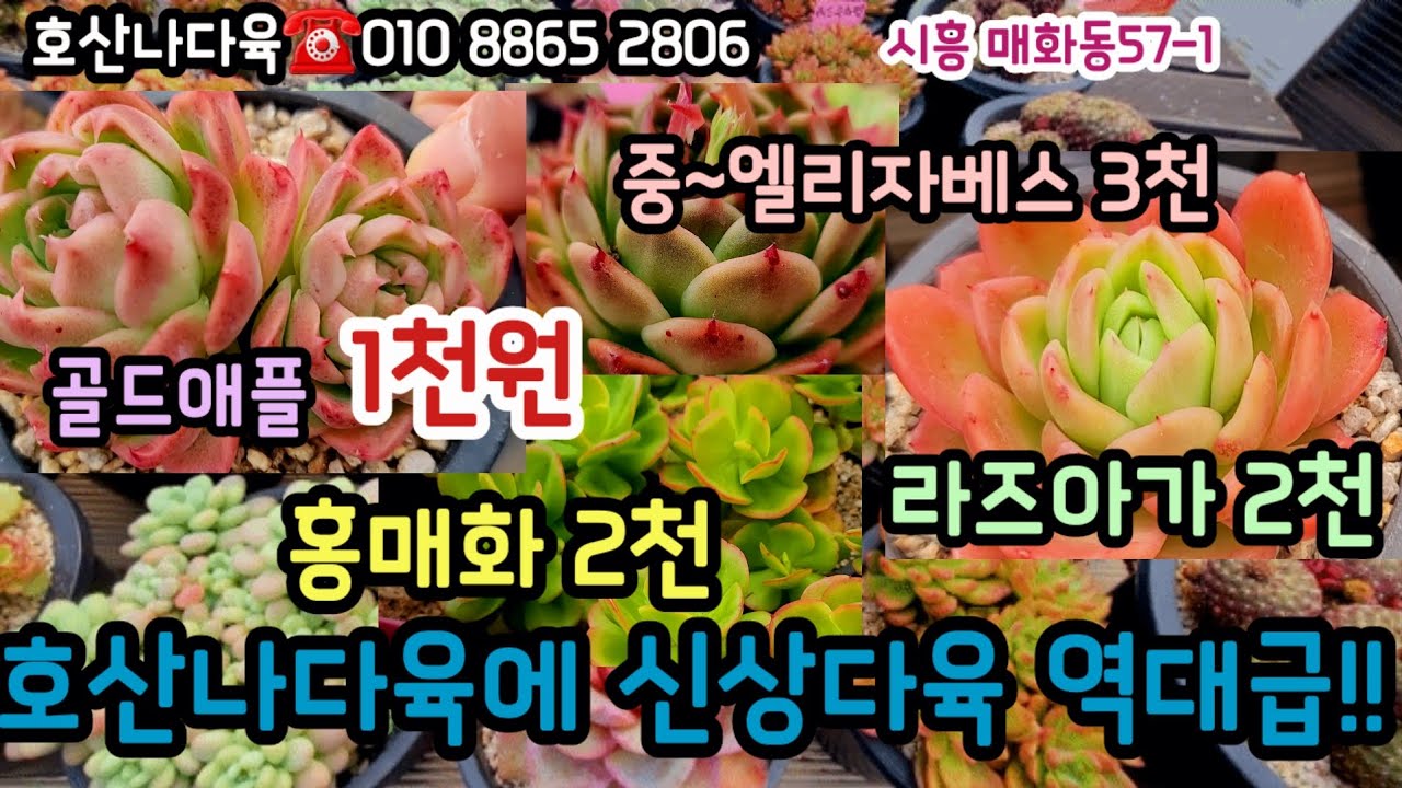 호산나다육에 봄신상 특가 역대급 1천다육? 2천홍매화? 대박!! #초보다육 #다육쇼핑