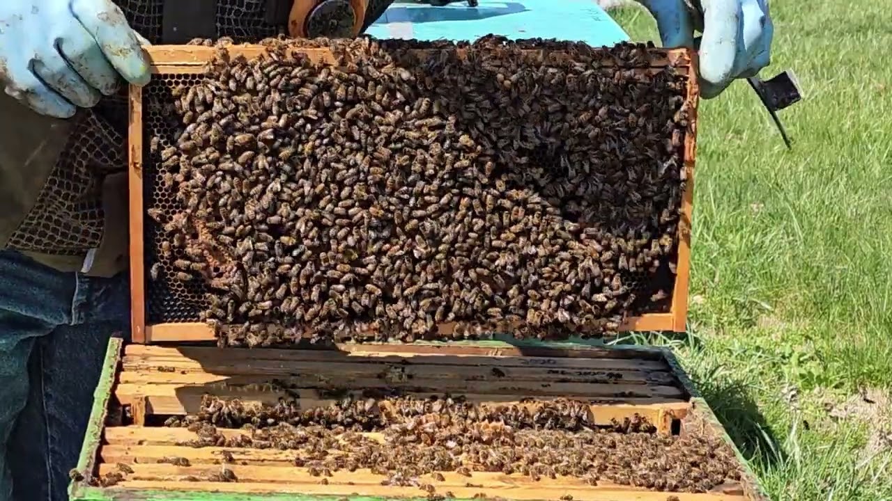 Spring #beekeeping 2024: rotating and equalizing / # 5 #bees