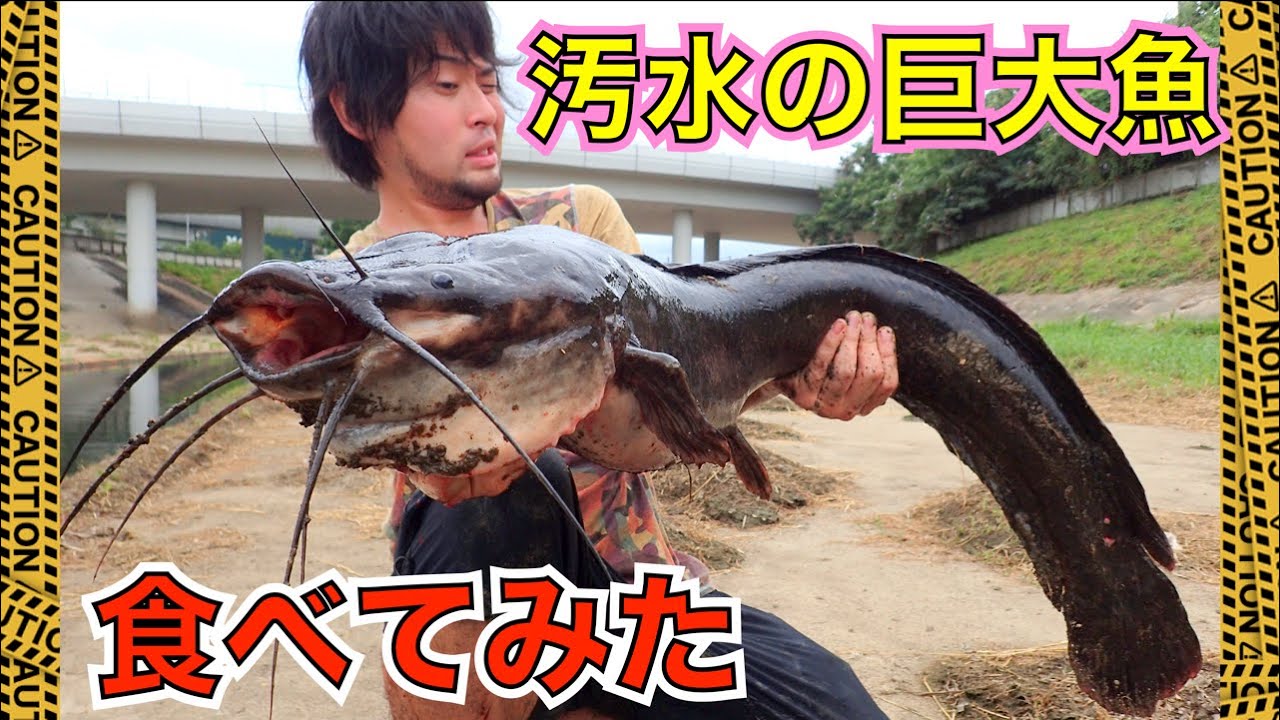 香港のドブでヘドロ味の巨大ナマズを釣って食べたら現地のメディアと行政が動いて大騒ぎになった話