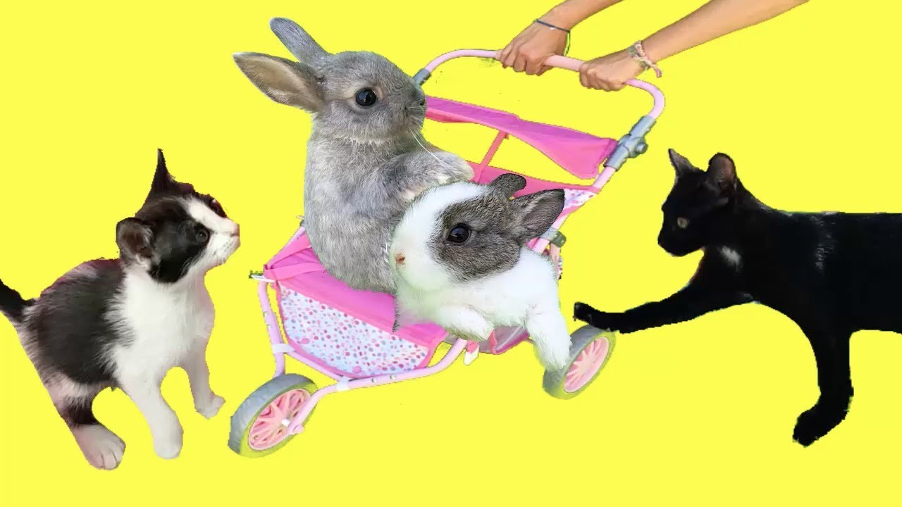 Mis gatitos bebés Luna y Estrella jugando con conejitos y juguetes inflables de piscina para niños