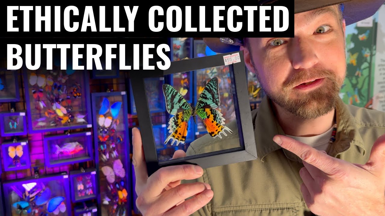 Ethically Collected Butterflies From Peru