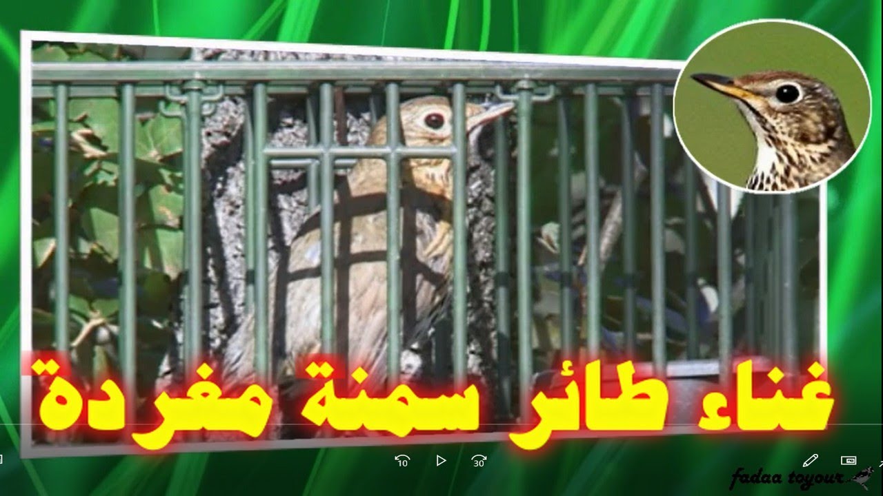 غناء طائر سمنة مغردة أروع