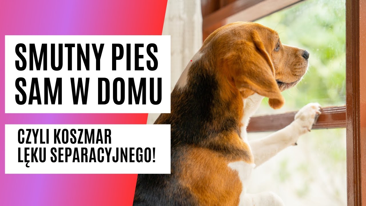 Pies SAM W DOMU. Brudzi, sika, ciągle szczeka? To może być LĘK SEPARACYJNY (cz. 1) Podcast PUPILOVE