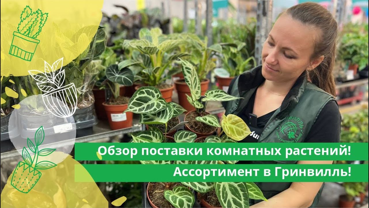 Обзор новой поставки комнатных растений в Гринвилль!