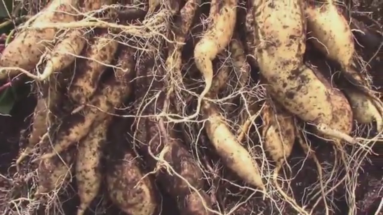 Grow Bag Sweet Potato Reveal - Harvesting Yellow Jersey Sweet Potatoes