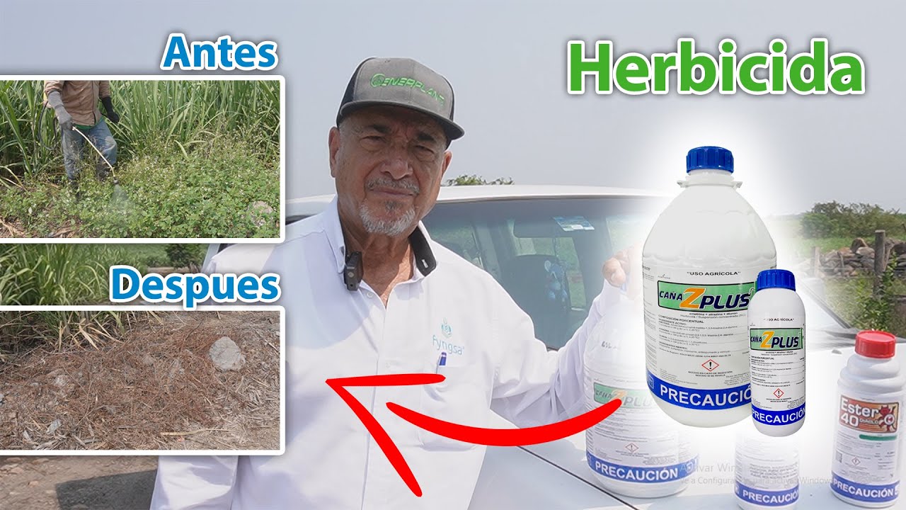 Herbicida Caña Z Plus, como aplicarlo y los resultados obtenidos en la Caña de Azúcar | fyngsa®