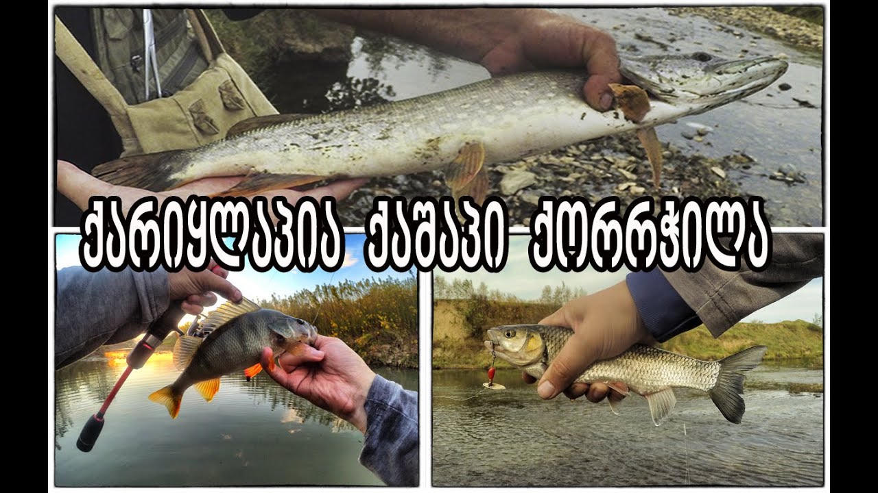 სპინინგით ქაშაპზე ,სამეგრელოში (ქარიყლაპია,ქორჭილა) Maximus Pointer,MkLures(Spiningit Tevzaoba 2020)
