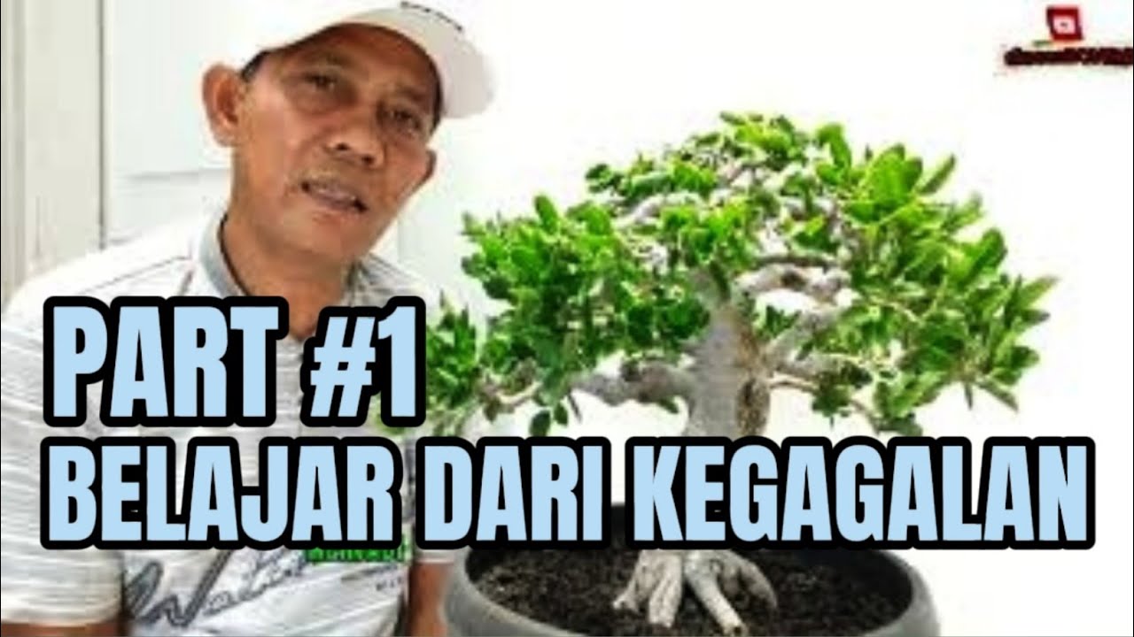 Beberapa kegagalan dalam membuat bonsai petarung || PART #1 