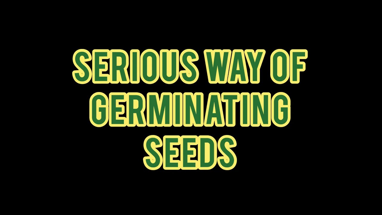 GERMINATION of VALLEY OG x FIRE PIE (OGFP) from Greyskull Seeds in Maui - Serious Way of Germination