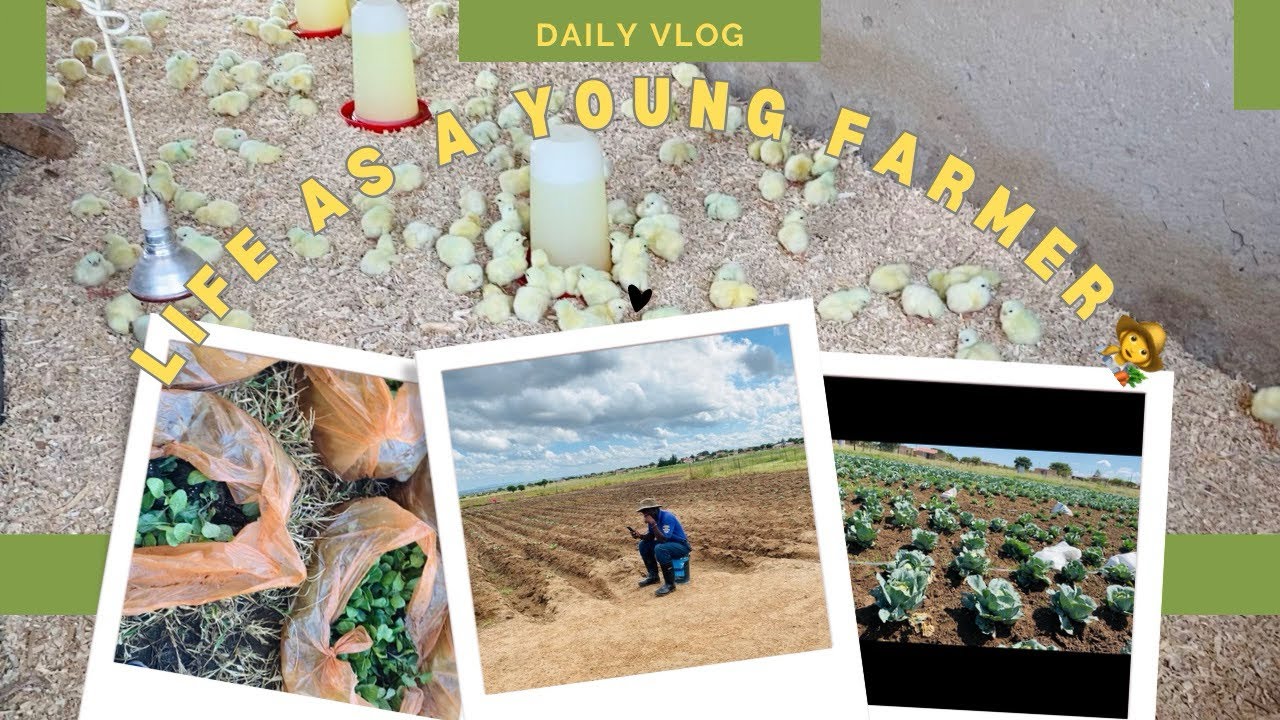 Life as a young farmer Ep2| Drenching, Applying fertilizer, Spraying #farmvlogger #farming #farmer