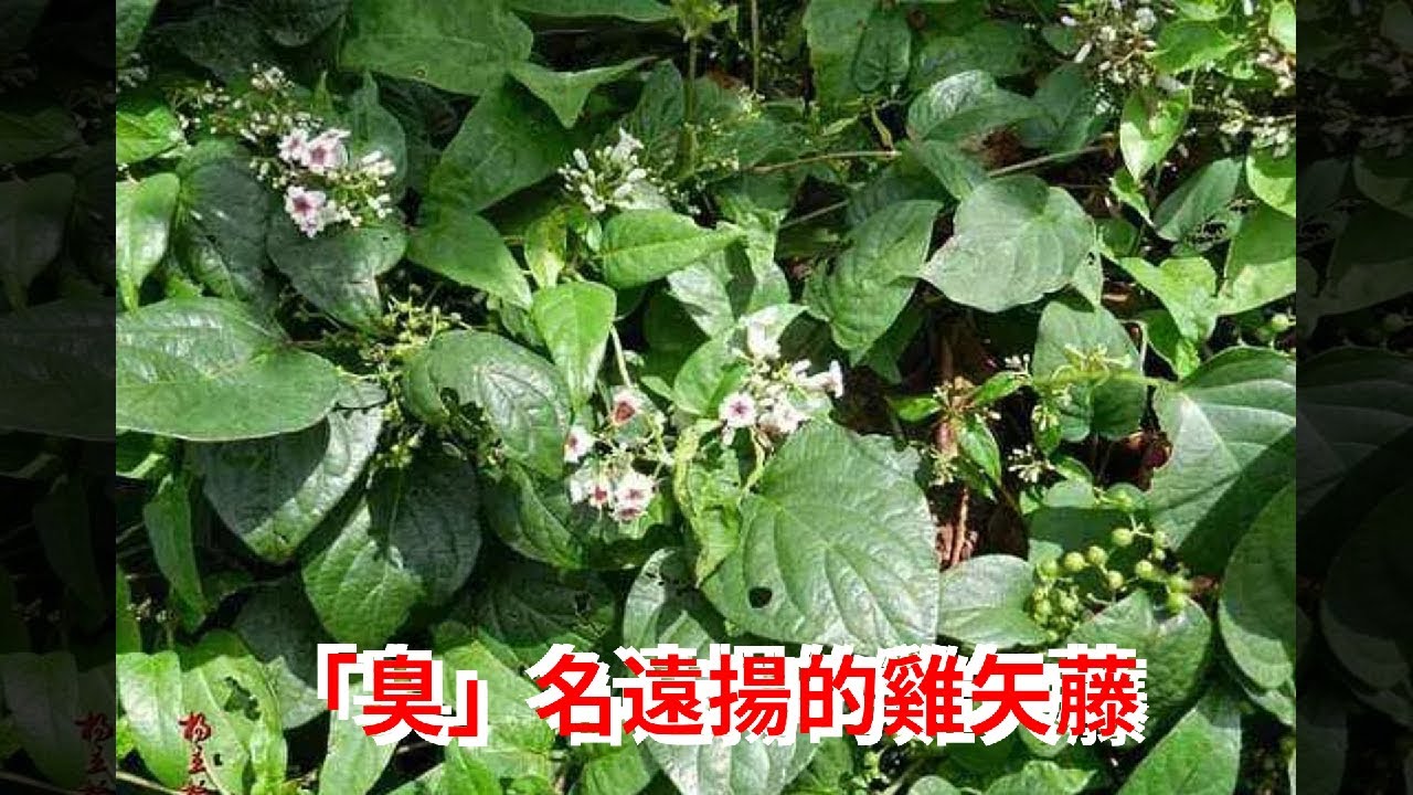 &ldquo;臭&rdquo;名遠揚的雞矢藤