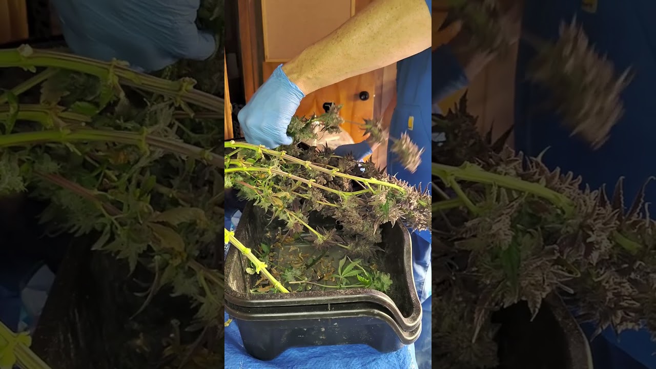 How to trim and harvest Jenny Kush 