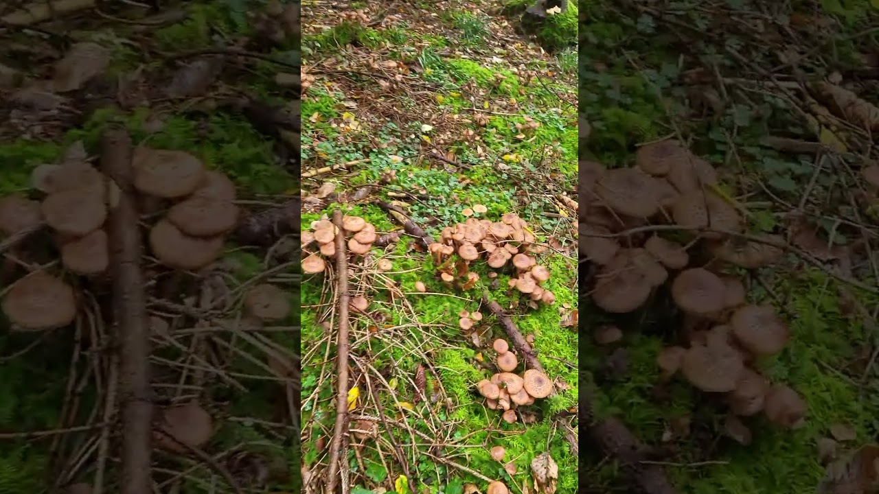 Wysyp opieniek #polska  #przyroda #ciekawostki #mushroom #funny#grzyby #grzyby2024 #grzyb