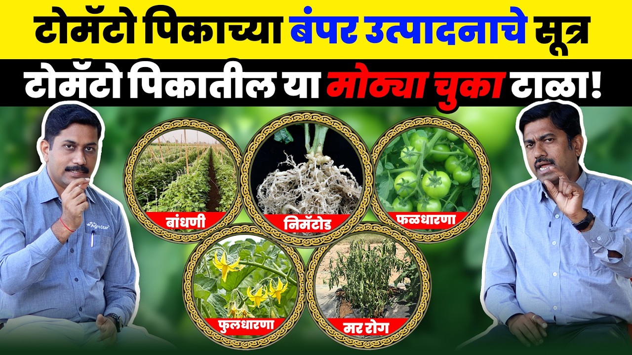🍅 Tomato Farming 🌱 टोमॅटो लागवडीचे संपूर्ण मार्गदर्शन  AgroStar #farmingtips #tomato #tomatofarmin
