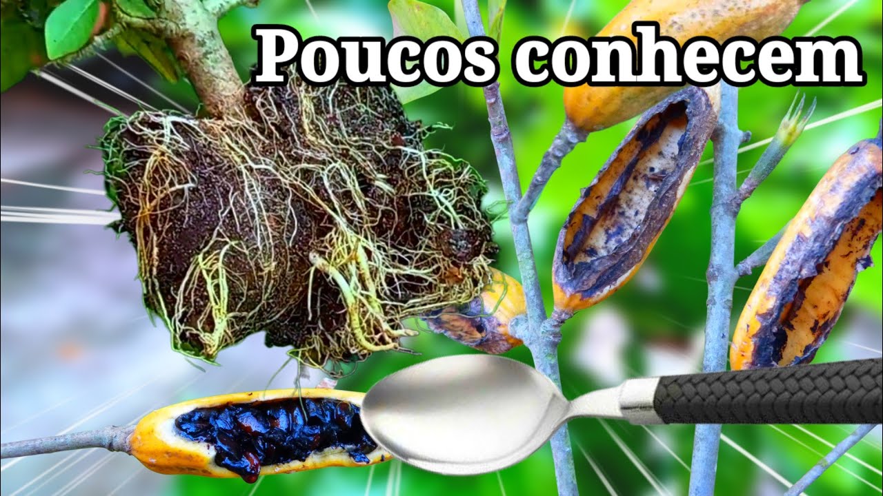 ALPORQUIA EM ARBUSTO, POUCOS CONHECEM | ESTRELA DO NORTE 