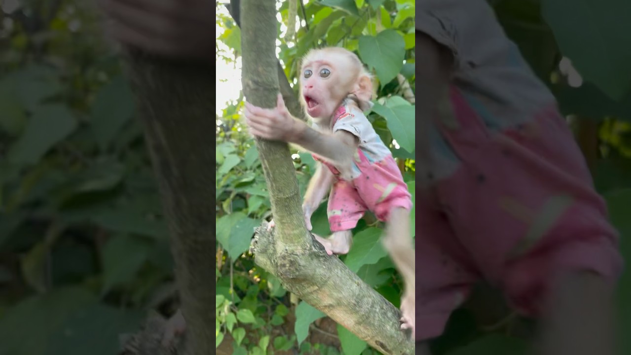 two hungry baby monkeys #monkey #cute #monkeysr