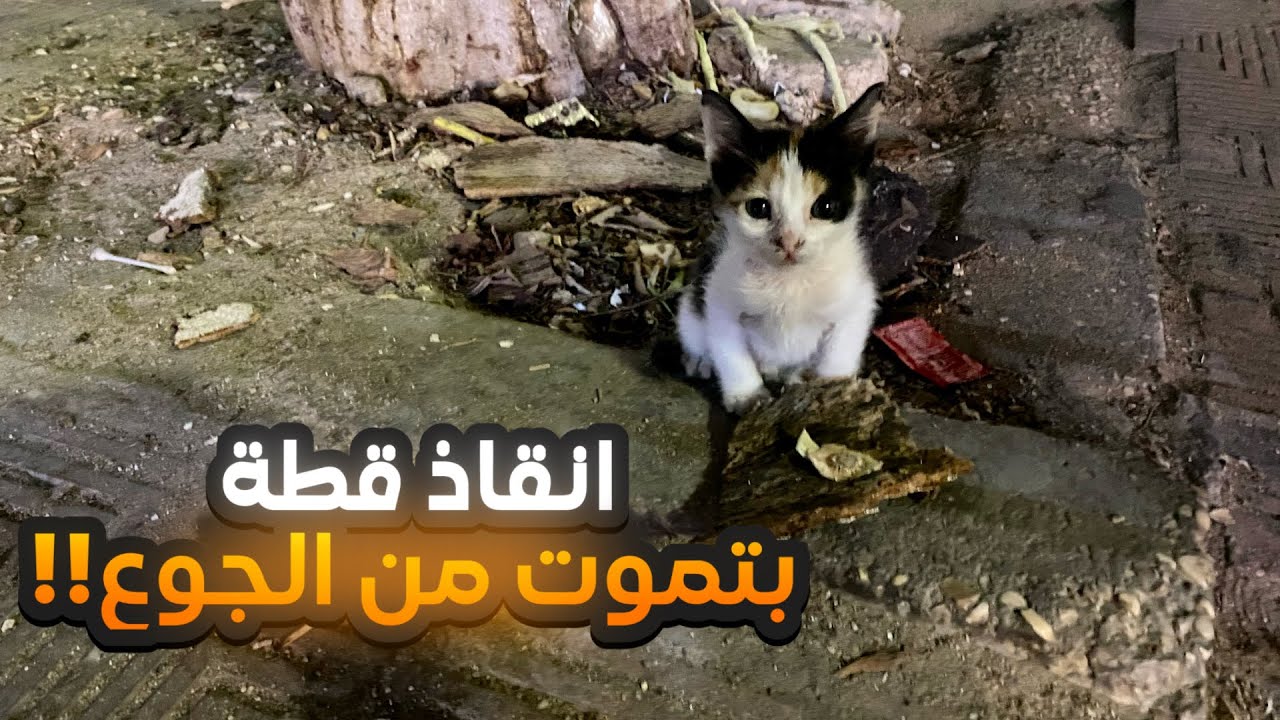 This poor baby kitten was lost and almost run over — I had to help 😢❤️