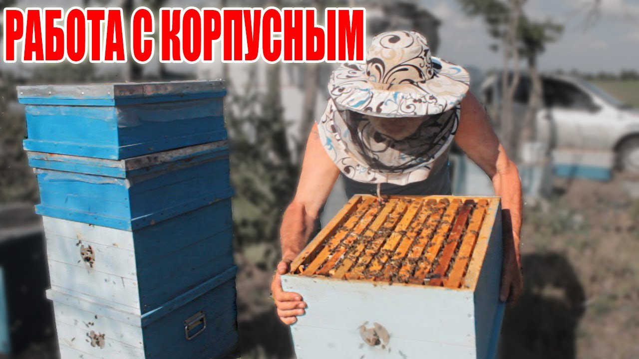 Как ПРАВИЛЬНО работать с КОРПУСНЫМ УЛИЕМ. Пчеловодство 2020. Пчеловодство для начинающих