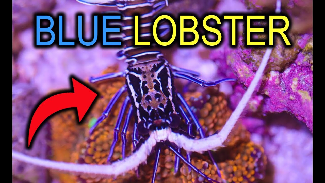 We Added A BLUE Lobster To Our Pico Reef Tank
