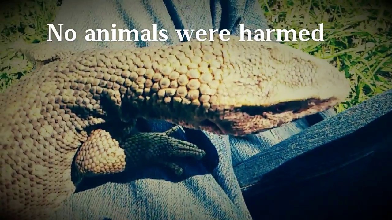Taking Monitor Lizard Bites!!!!