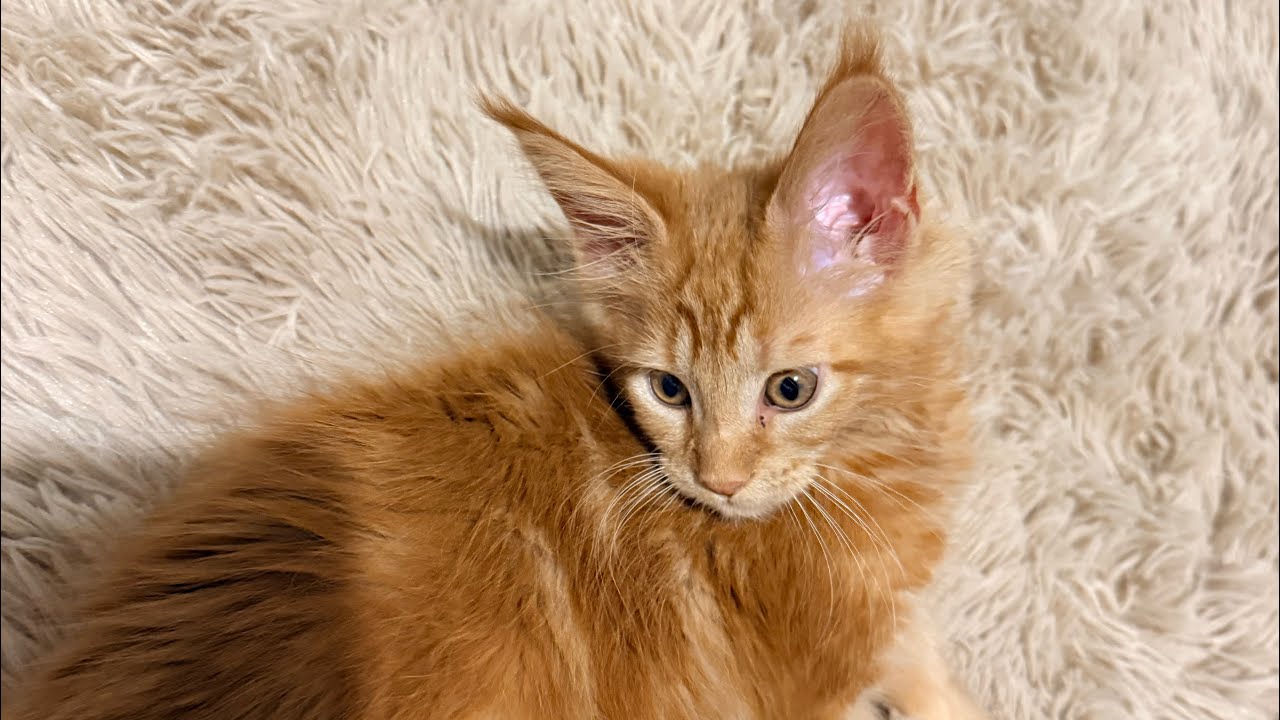 Котенок мэин Куна. Рыжая кототерапия. #mainecoonkittens #mainecooncats #cat 