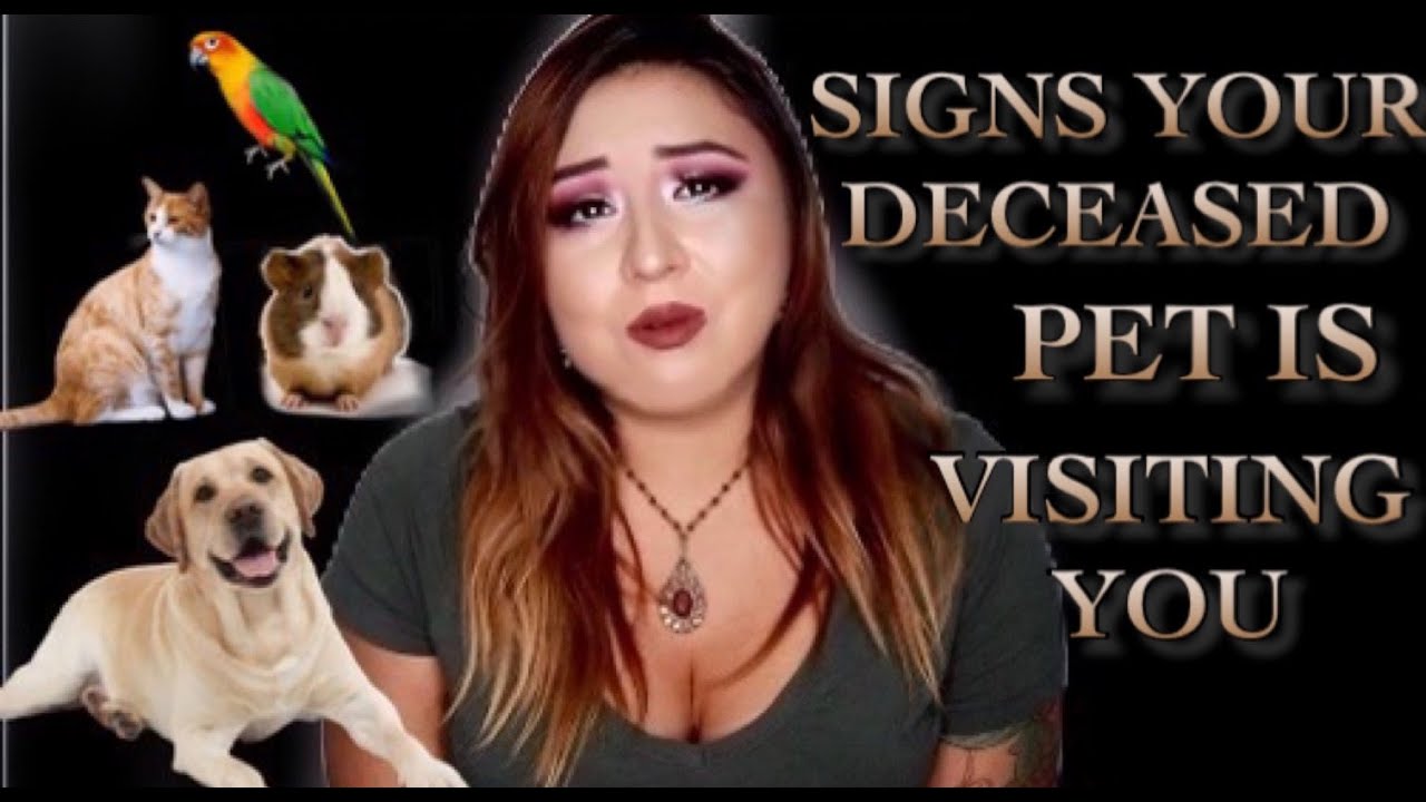 SIGNS YOUR DECEASED PET IS VISITING YOU | HOW TO COPE WITH DEATH