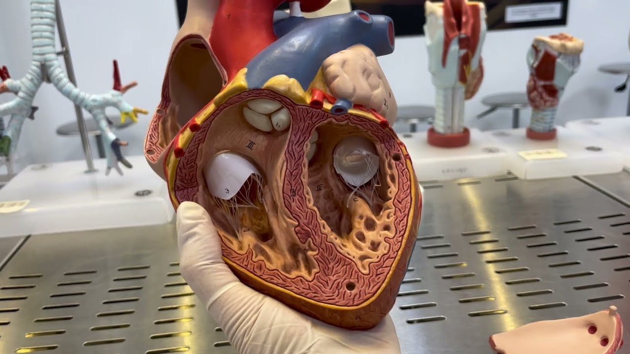 🫀 Heart & Great Vessels Lab | A Quick Look at Key Cardiovascular Structures!