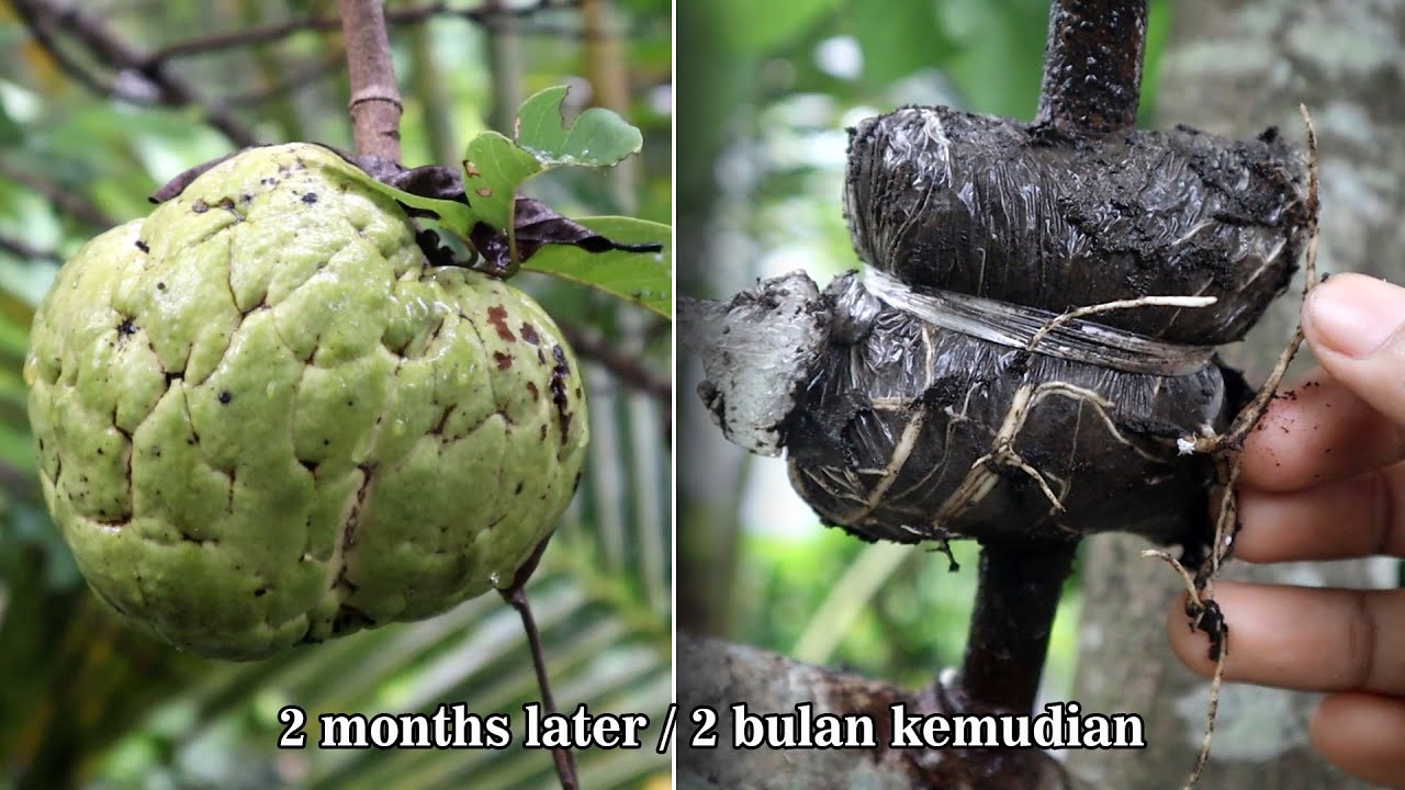 Rooting sugar apple, i think this plant is difficult to rooting
