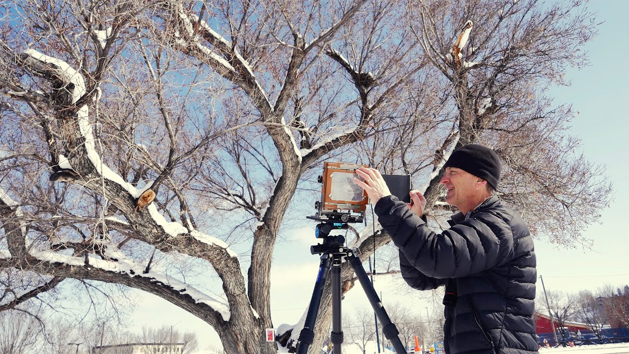 Large Format tree portrait, before they cut it down.