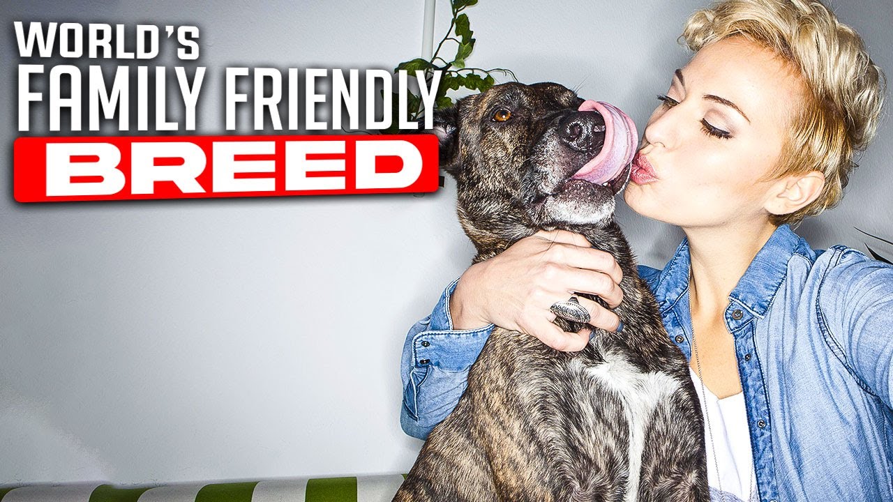 Top 10 Best Family Friendly Dogs in the World ( Pets Connection)