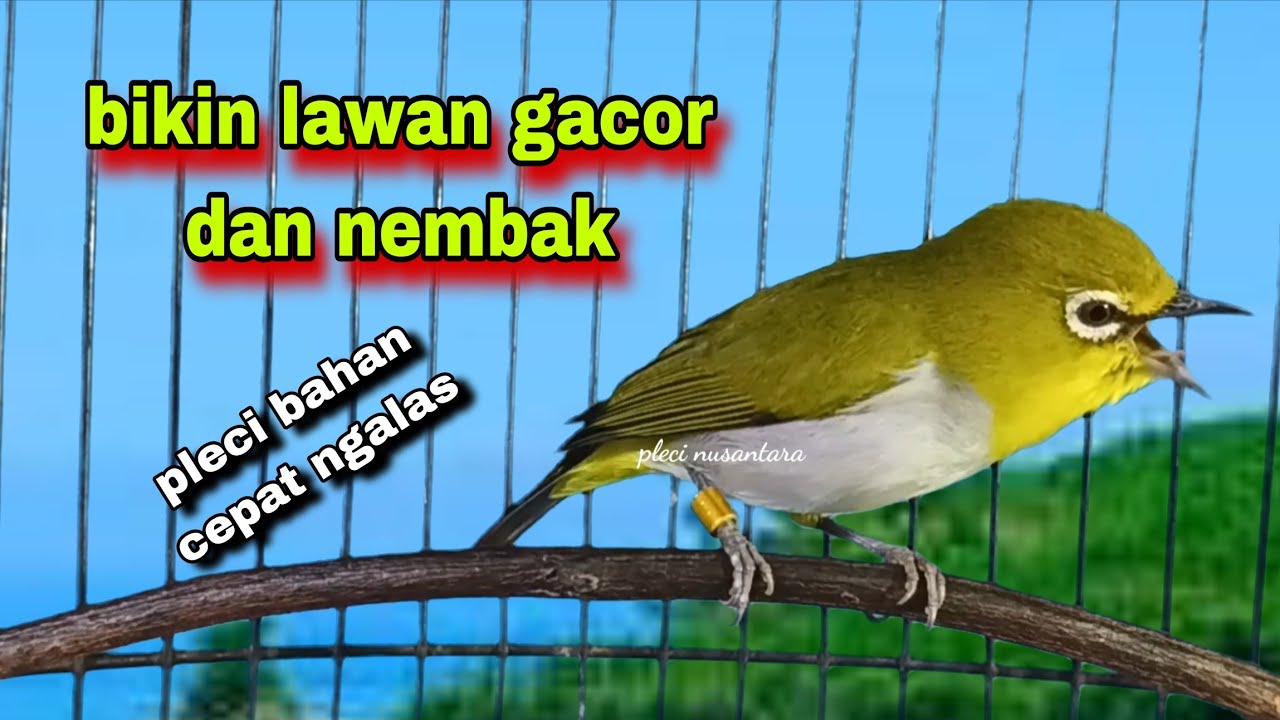 Suara Burung Pleci Gacor Ngalas,Bikin Lawan Gacor Dan Nembak || Pancingan Pleci Bustomi Cepat Gacor