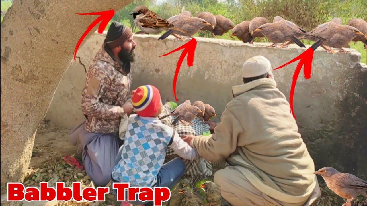Birds Hunting With Net Trap | Birds Hunting #birds #babbler #Babblerhunting