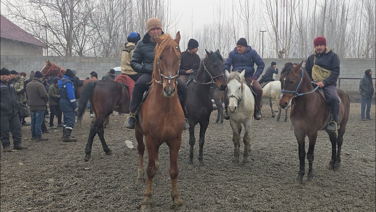 Shahrixon OT Bozori Zotdor DAXSHAT OTLAR CHIQI Ko'rib Mazza qiling 20 января 2026 г.
