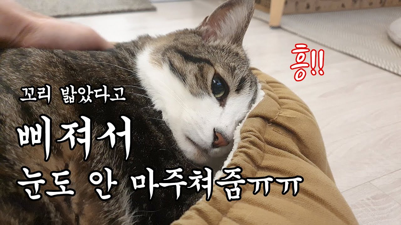 꼬리 밟아서 삐진 고양이 달래주기가 이렇게 어려울 줄이야..