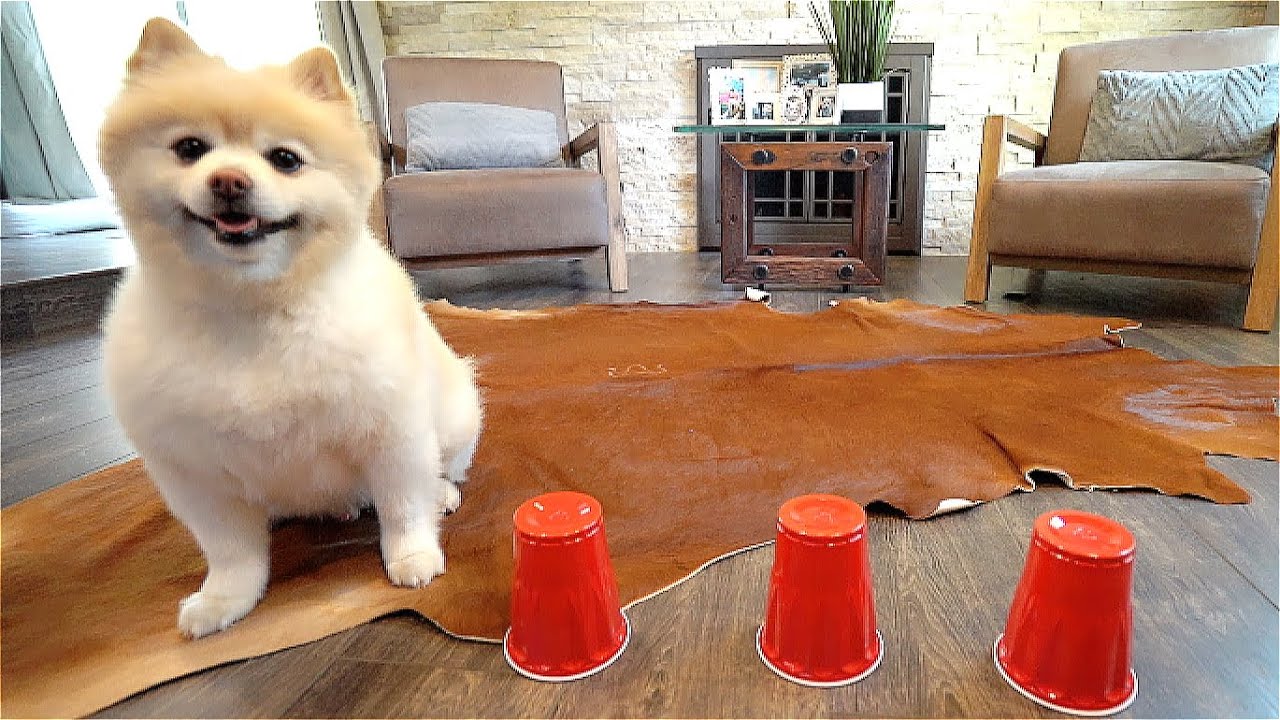 Testing Pomeranian Dog's Intelligent/How smart is a Pomeranian [Sprint]
