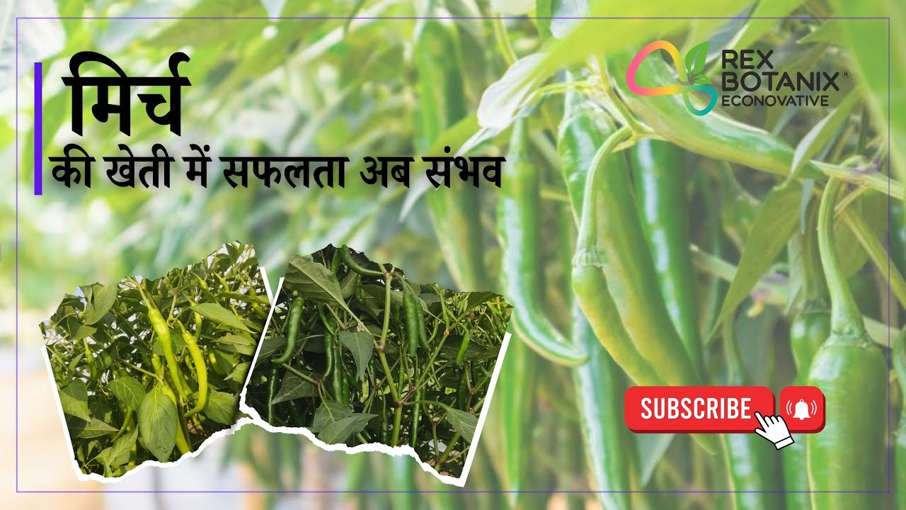 Rex Botanix के साथ मिर्च की खेती में सफलता