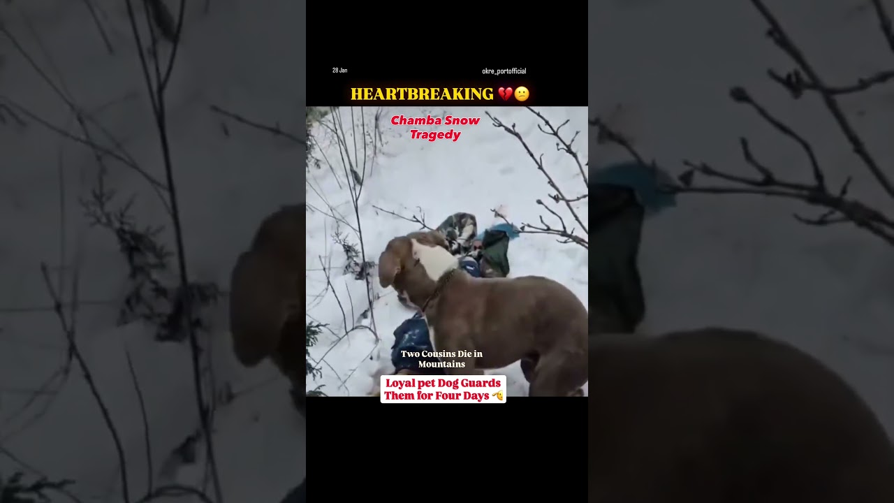 Chamba Snow Tragedy: Two Cousins Die in Mountains, Dog Guards Them for Four Days 