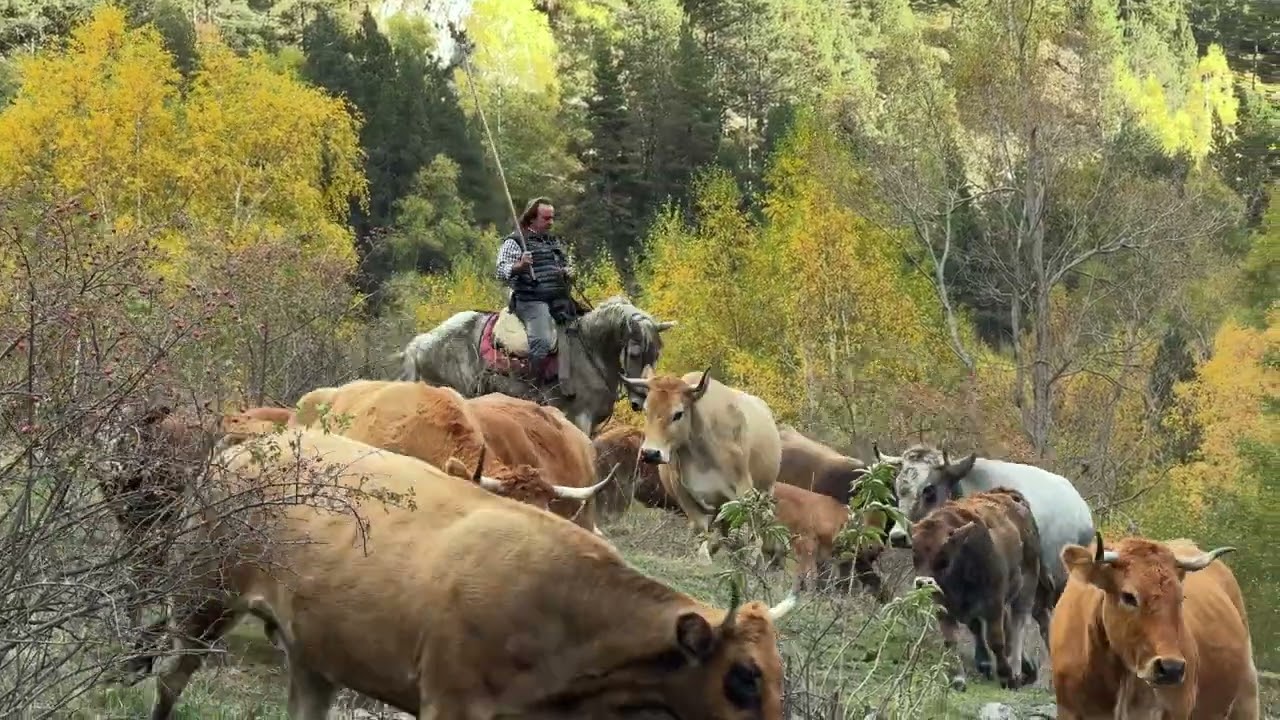Recullen les vaques de Tor a cavall per agilitzar la feina