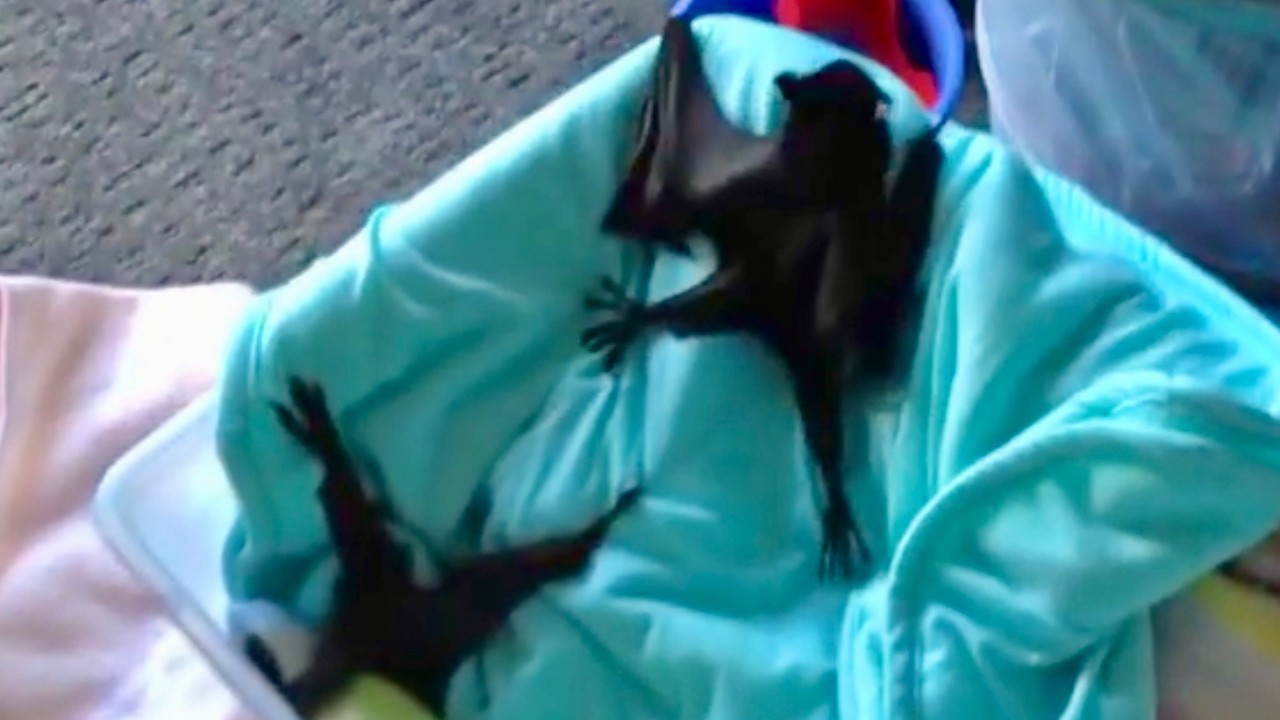 Orphan flying fox pups from heat stress incident
