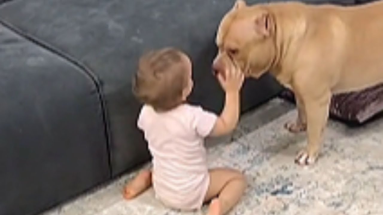 Everyone Said Our American Bully Was Dangerous Around Our Baby. They Were So Wrong