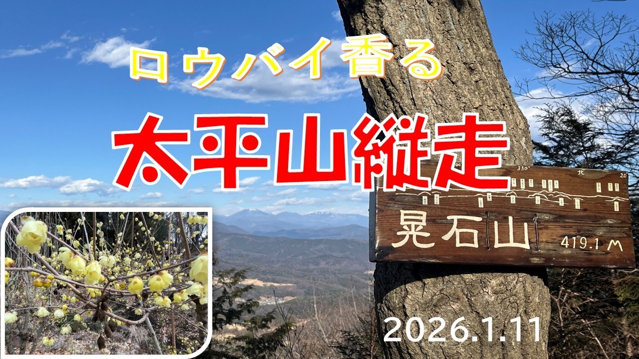 ロウバイ香る太平山縦走｜清水寺～晃石山～太平山～大中寺へ
