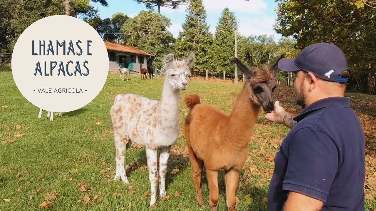 Criação de Lhamas e Alpacas impulsiona mercado do norte catarinense