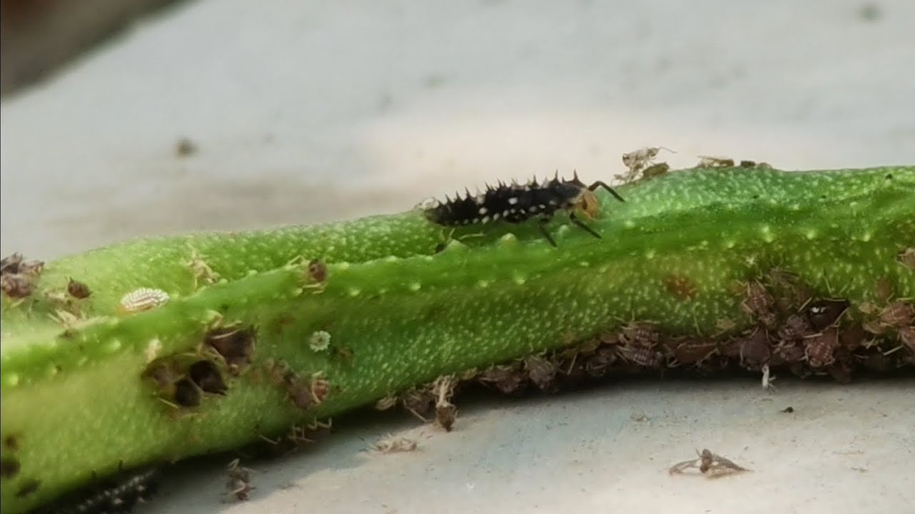 Don’t Kill This Bug! It Protects Your Plants 🐞 | Ladybug Larva Eating Aphids