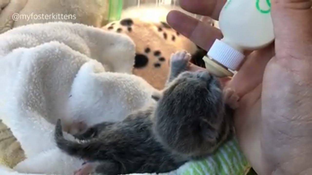 Abandoned Baby Cats Only Two Days Old Need Bottle and Tube Feeding