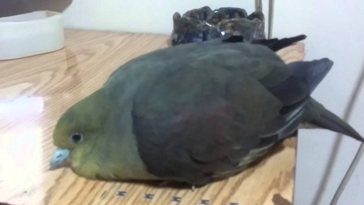 愛搞震動的偽啄木鳥~球碰咻咻