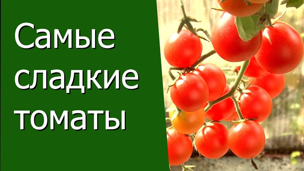 The sweetest tomatoes