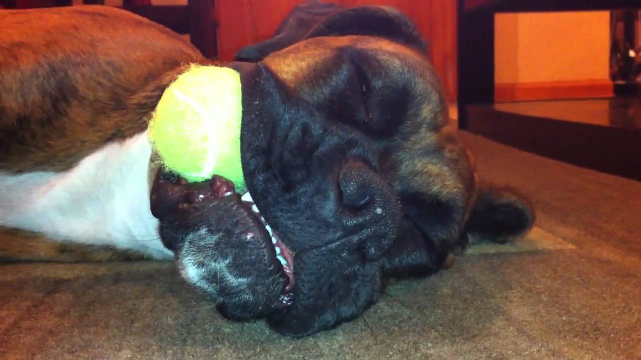 Boxer Dog Asleep With Ball in Mouth! Brock the Boxer!